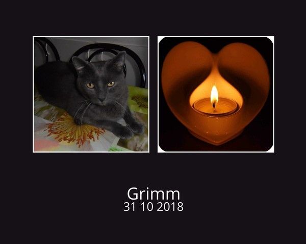 Hommage à mon petit Grimm